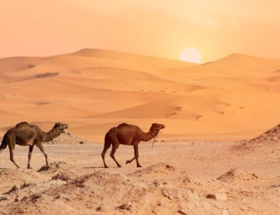 Animales de Marruecos