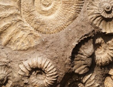 Fósiles marroquíes