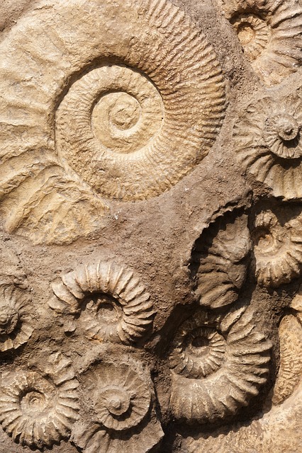 Fósiles marroquíes