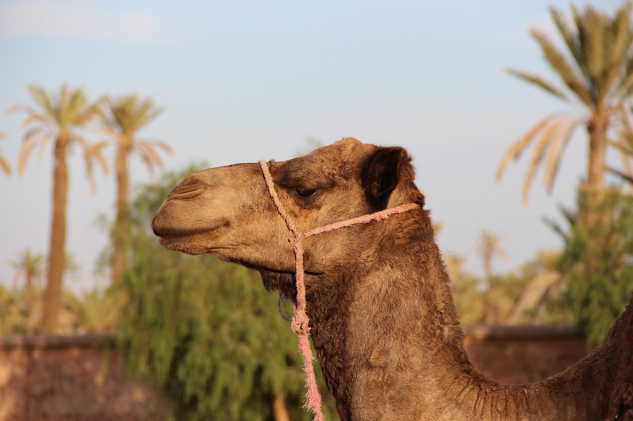 Un primo piano di profilo della testa di un cammello. Il cammello ha una pelliccia marrone chiaro, un muso largo e un atteggiamento calmo. Il verde, probabilmente palme o cespugli del deserto, sfuma sullo sfondo, suggerendo un vero e proprio scenario desertico o di oasi.
