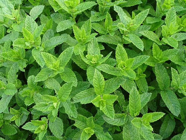 Dettaglio Della Tradizionale Teiera Marocchina Con Tè Alla Menta E Zucchero  - Fotografie stock e altre immagini di Africa - iStock