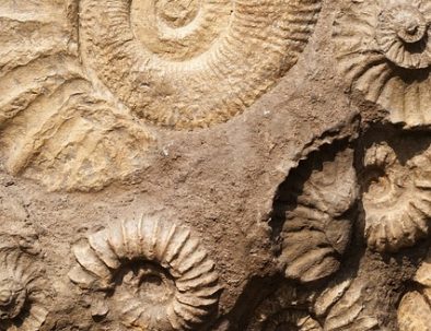 Moroccan Fossils