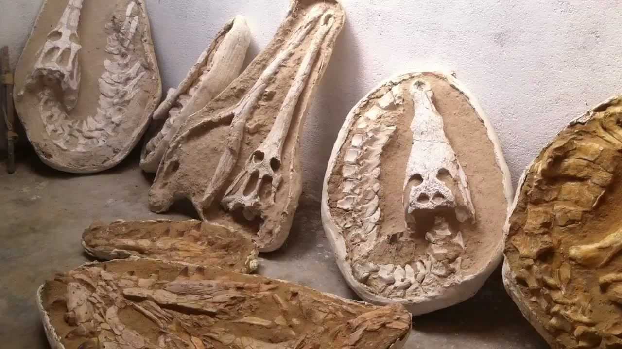 Moroccan Fossils