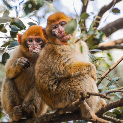 Tour di 4 giorni da Fes a Marrakech